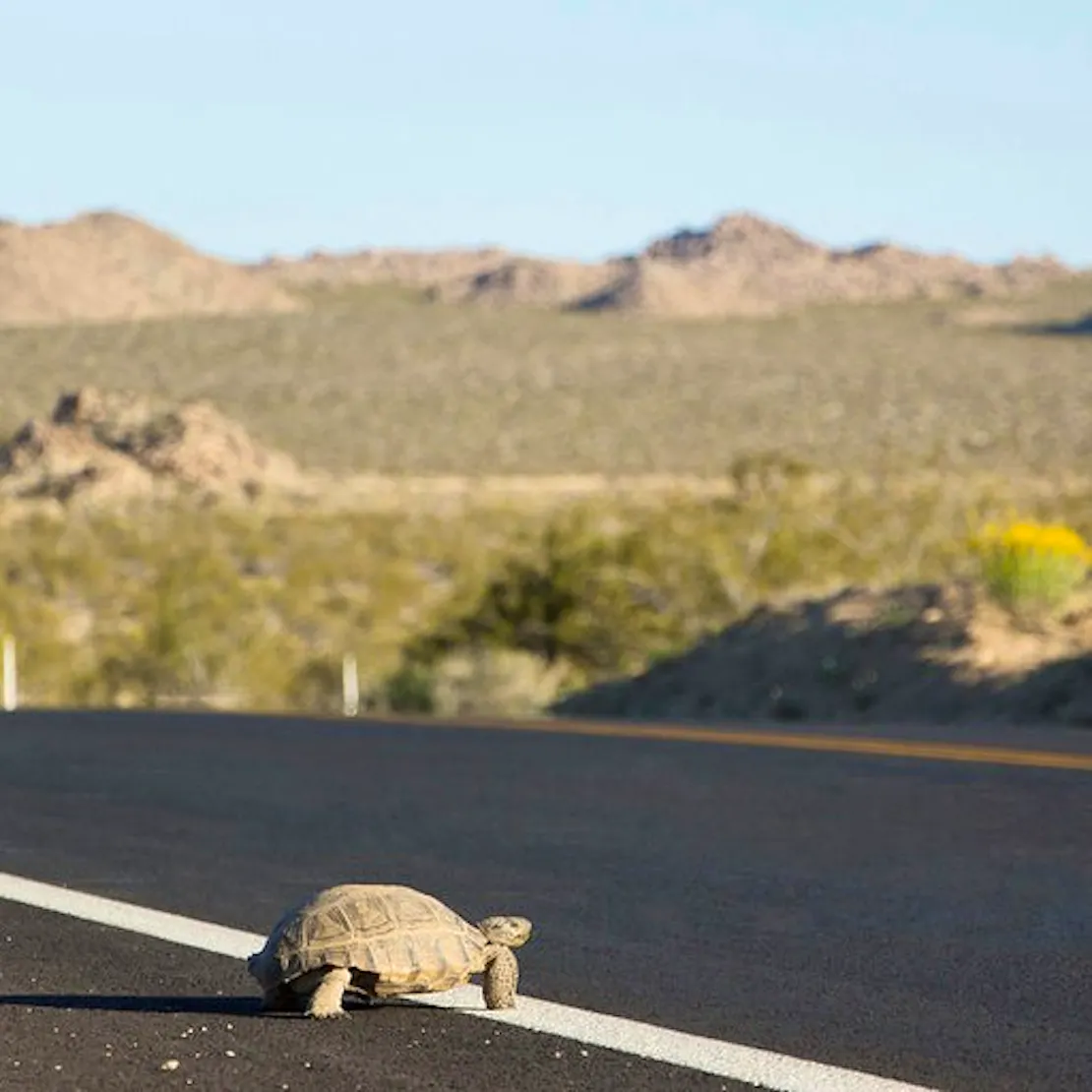 desert tortoise on road