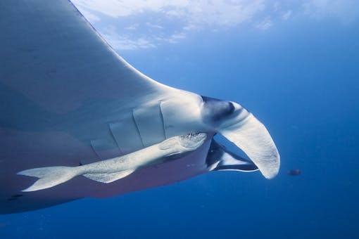 giant manta ray