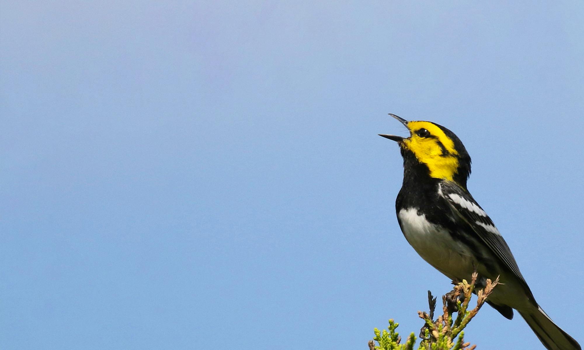 golden cheeked warbler