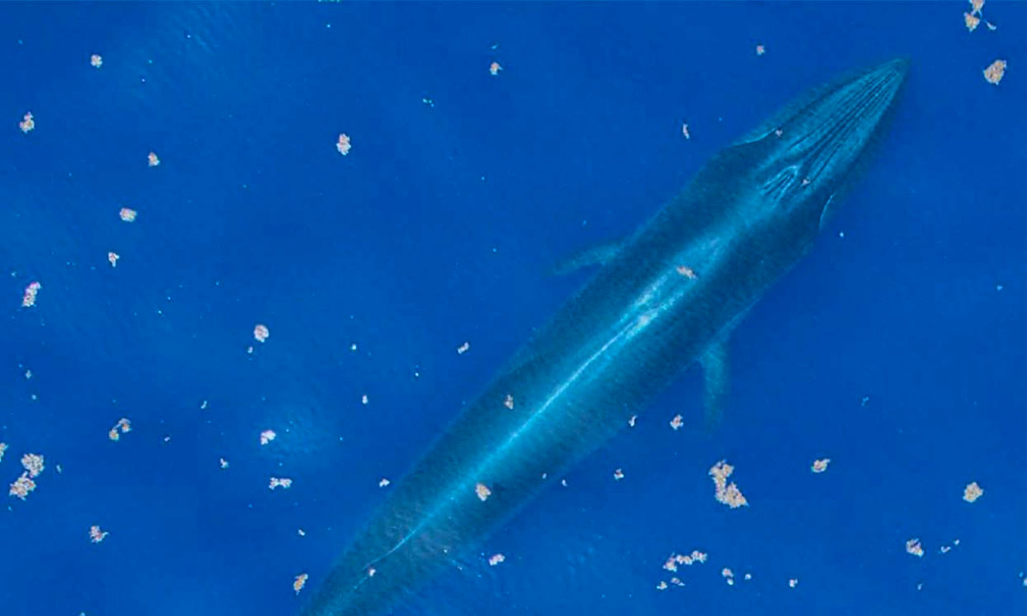 gulf of mexico whale
