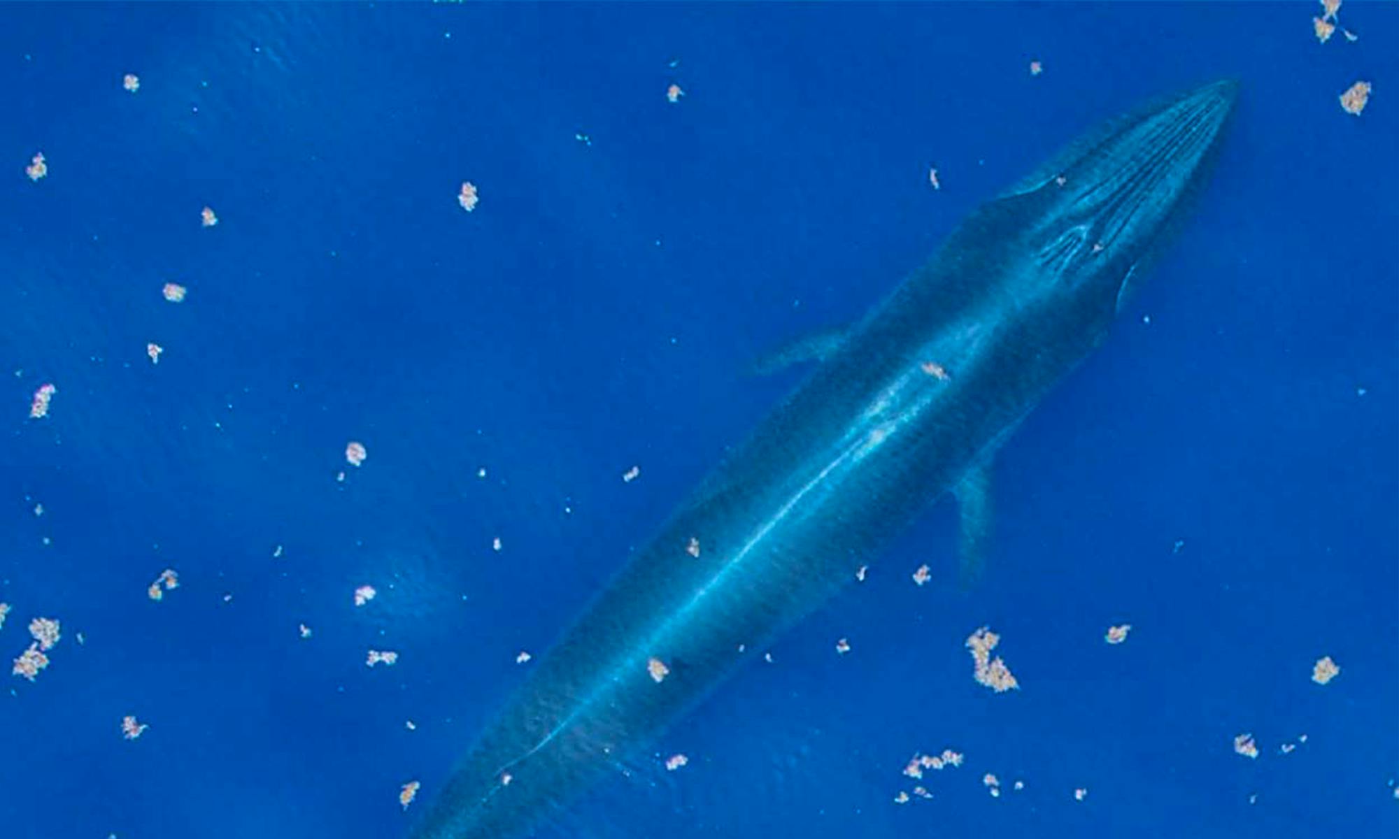 gulf of mexico whale