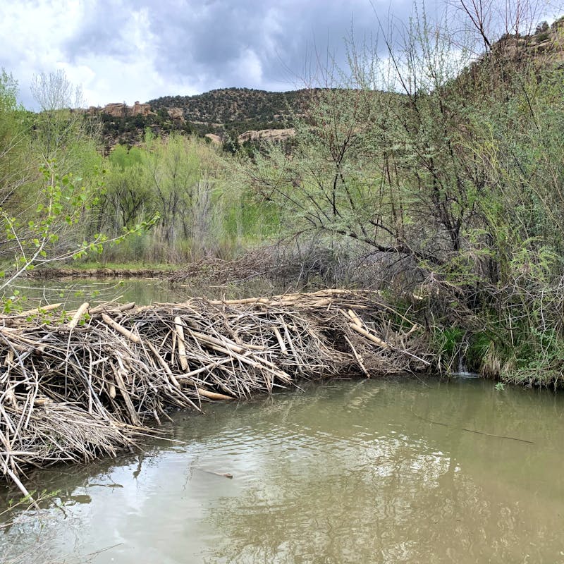 Beaver dam on the Ute Mountain Ute Reservation in the Tribal Park on the Mancos River, being protected to maintain the riparian system for drought resiliency and changes in water availability