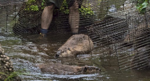 A beaver family exploring their new home after being live-trapped and relocated. 