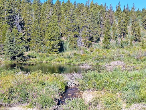 A beaver dam, pond, and lodge in the mountains of Colorado