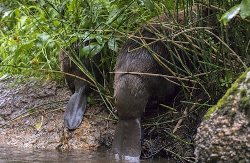 Beaver tails are the reason they are so agile in the water, and also where they store fat to get through the winter.