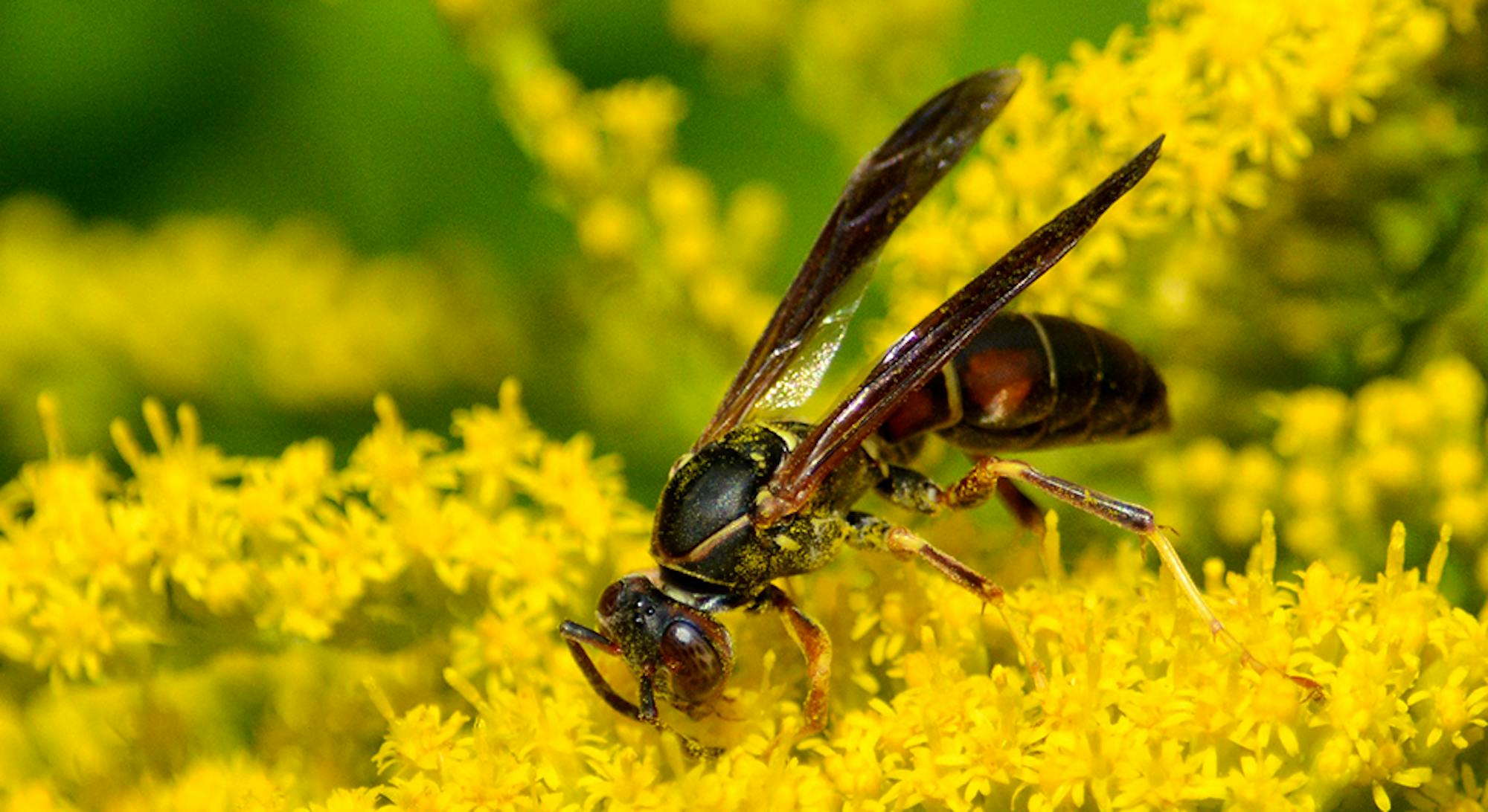 What's Wasps Got to Do With it
