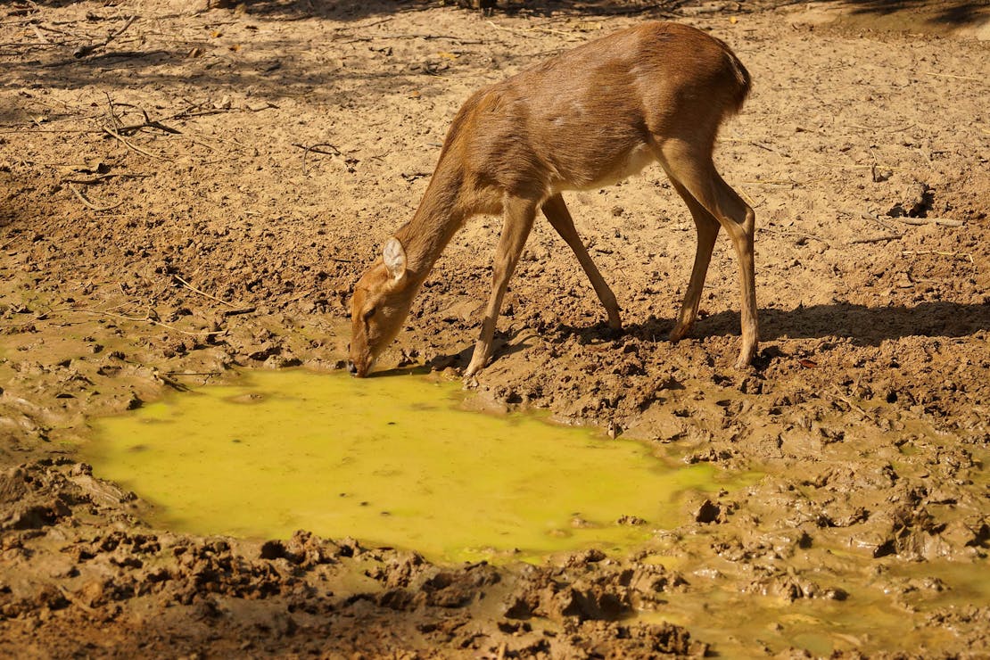 Deer drinking dirty water in drought