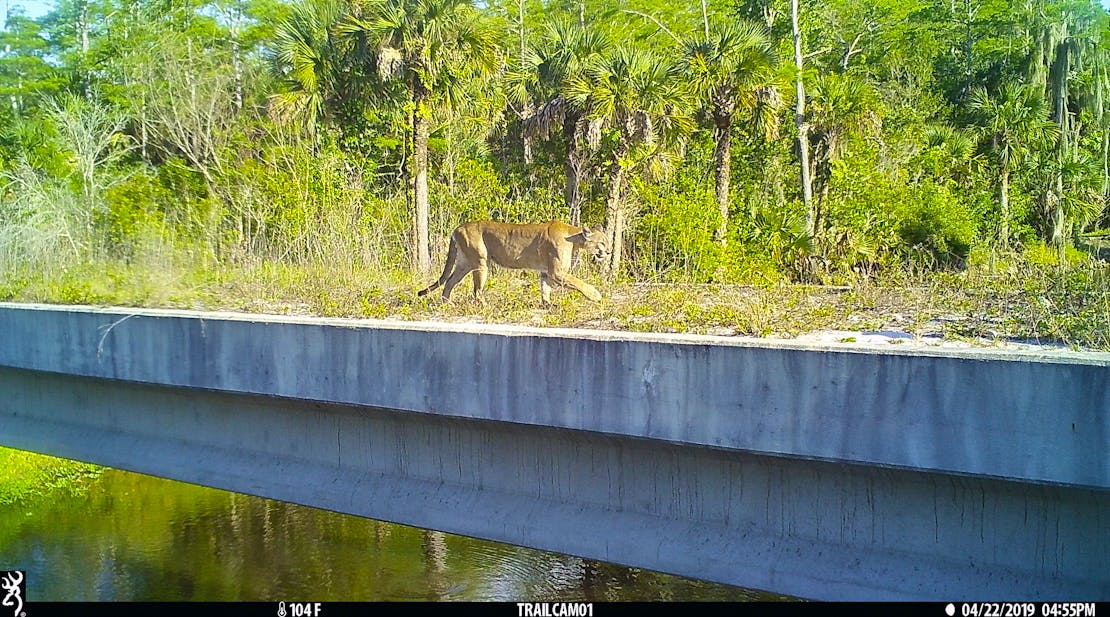 Florida panther crossing underpass