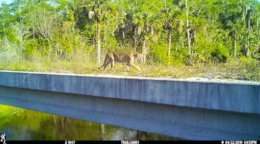 Florida panther crossing underpass