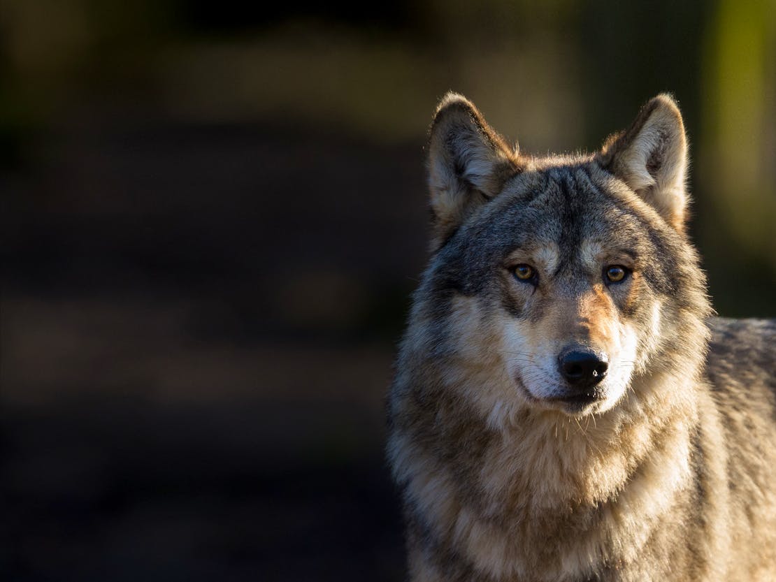 Wolf Headshot