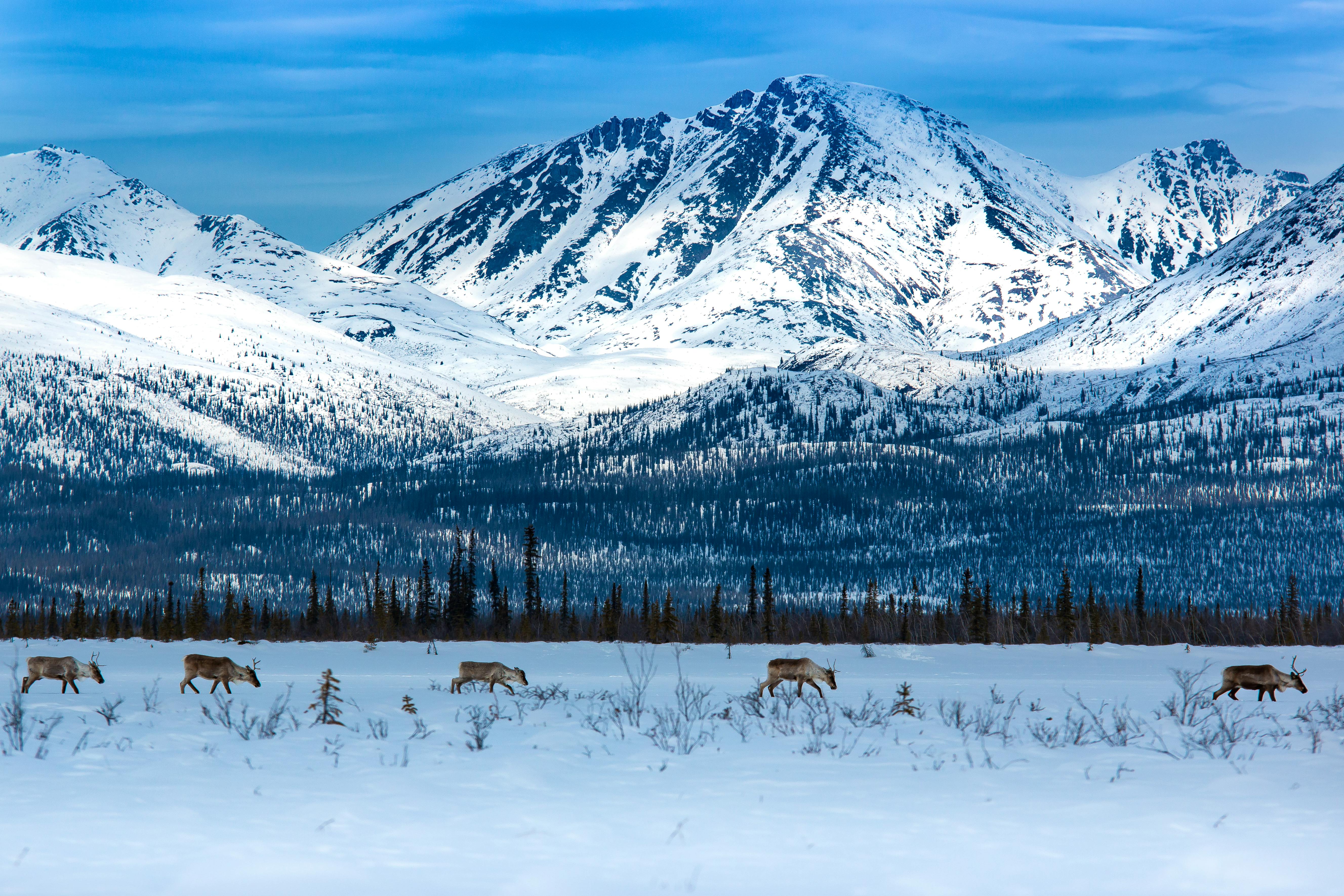 2014.10.19 - Porcupine Caribou Migration - Arctic Refuge - Canada 