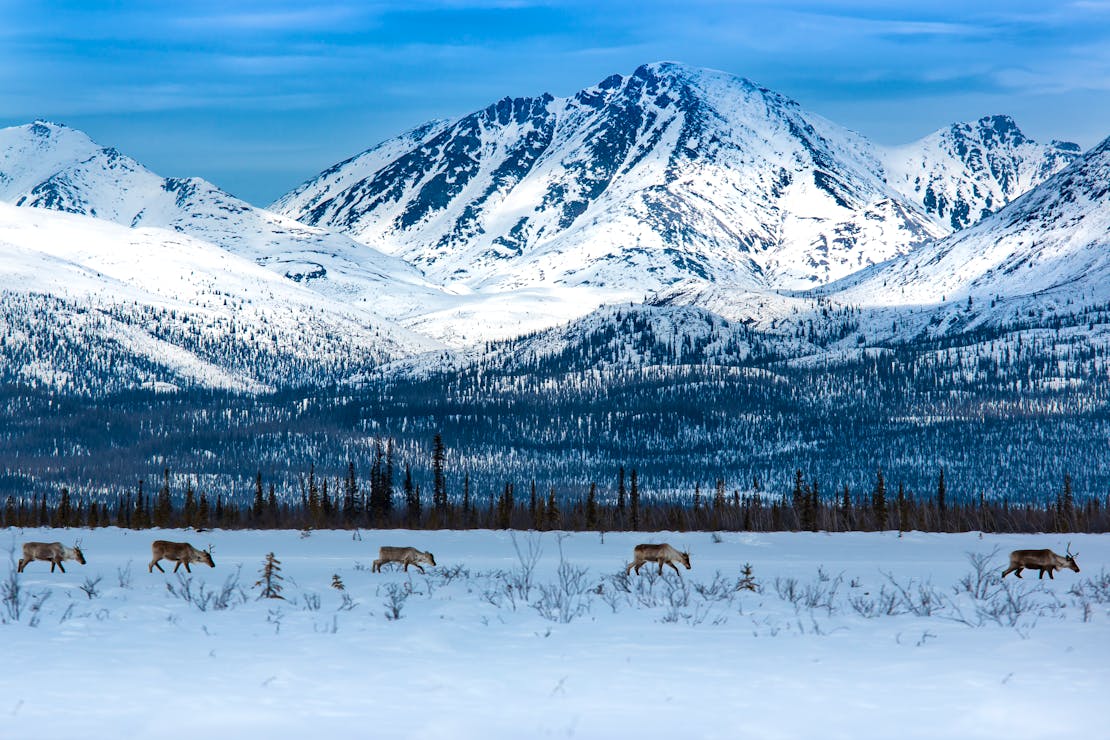 2014.10.19 - Porcupine Caribou Migration - Arctic Refuge - Canada 