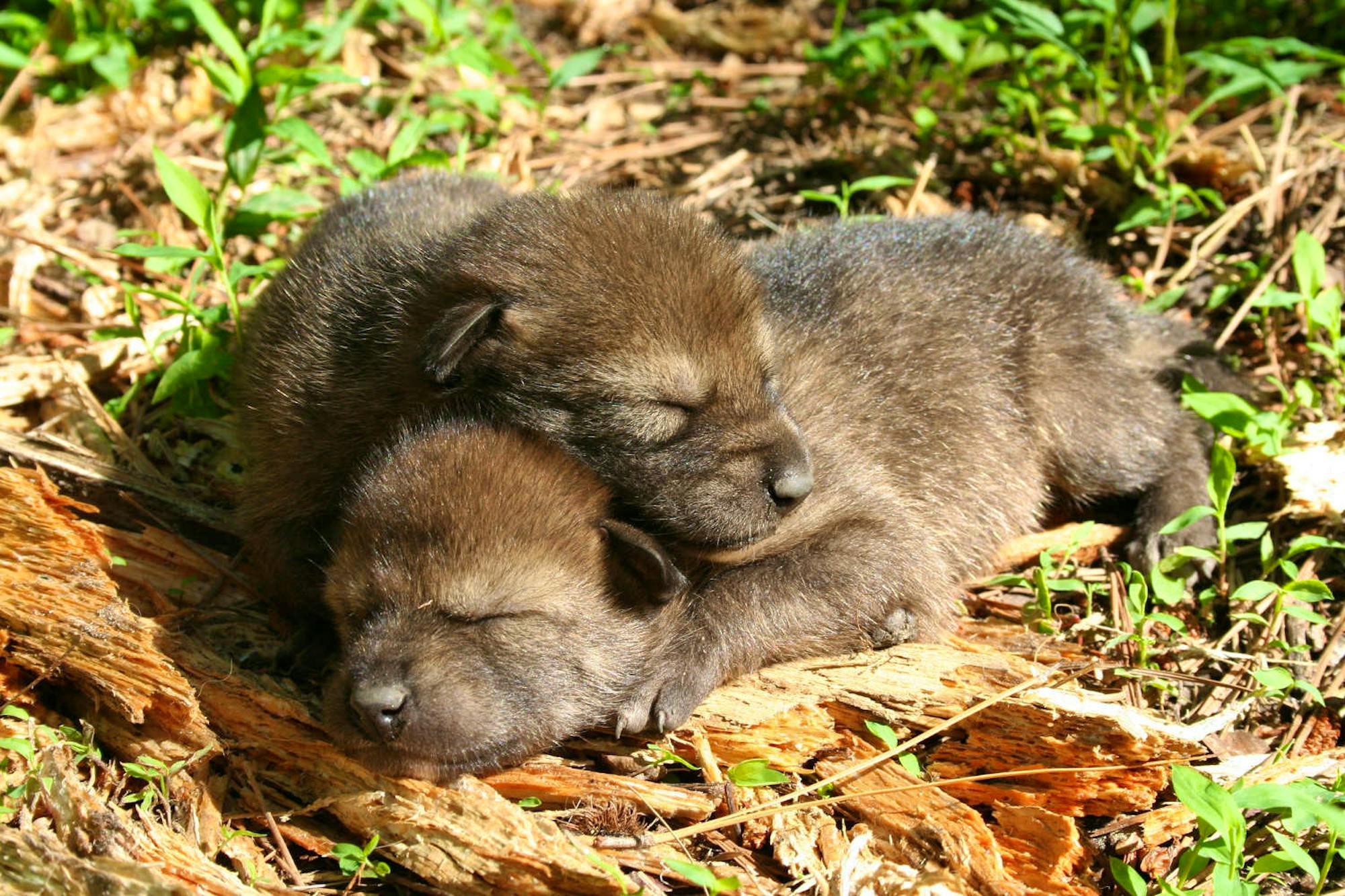 Red Wolf Foster Pup