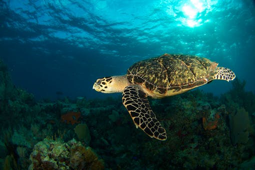 Green sea turtle, Florida Keys