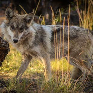 Wild Mexican Gray Wolf Pup - Sheepherders Baseball Park Pack - New Mexico