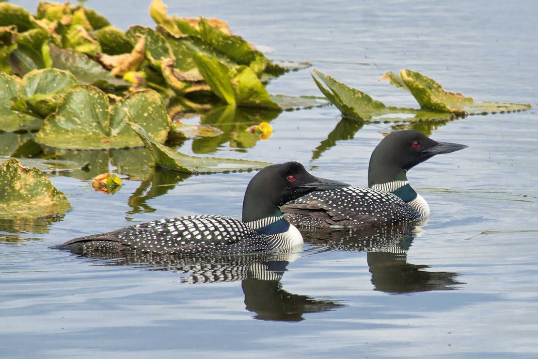 Loons in Kenai Wildlife Refuge