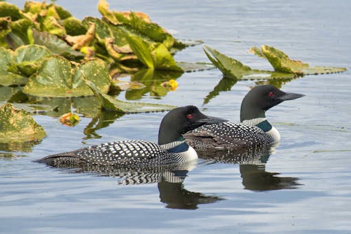 Loons in Kenai Wildlife Refuge