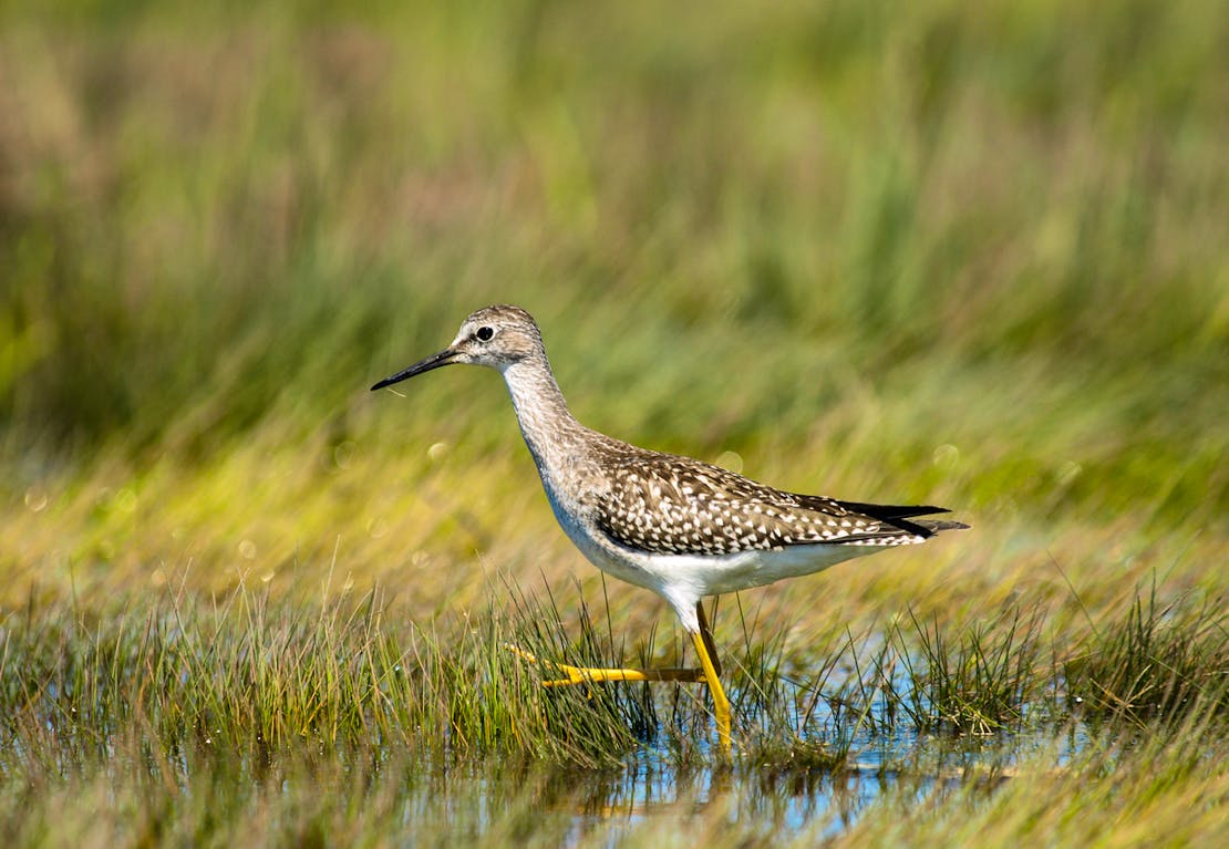 Lesser Yellowlegs, Rachel Carson National Wildlife Refuge