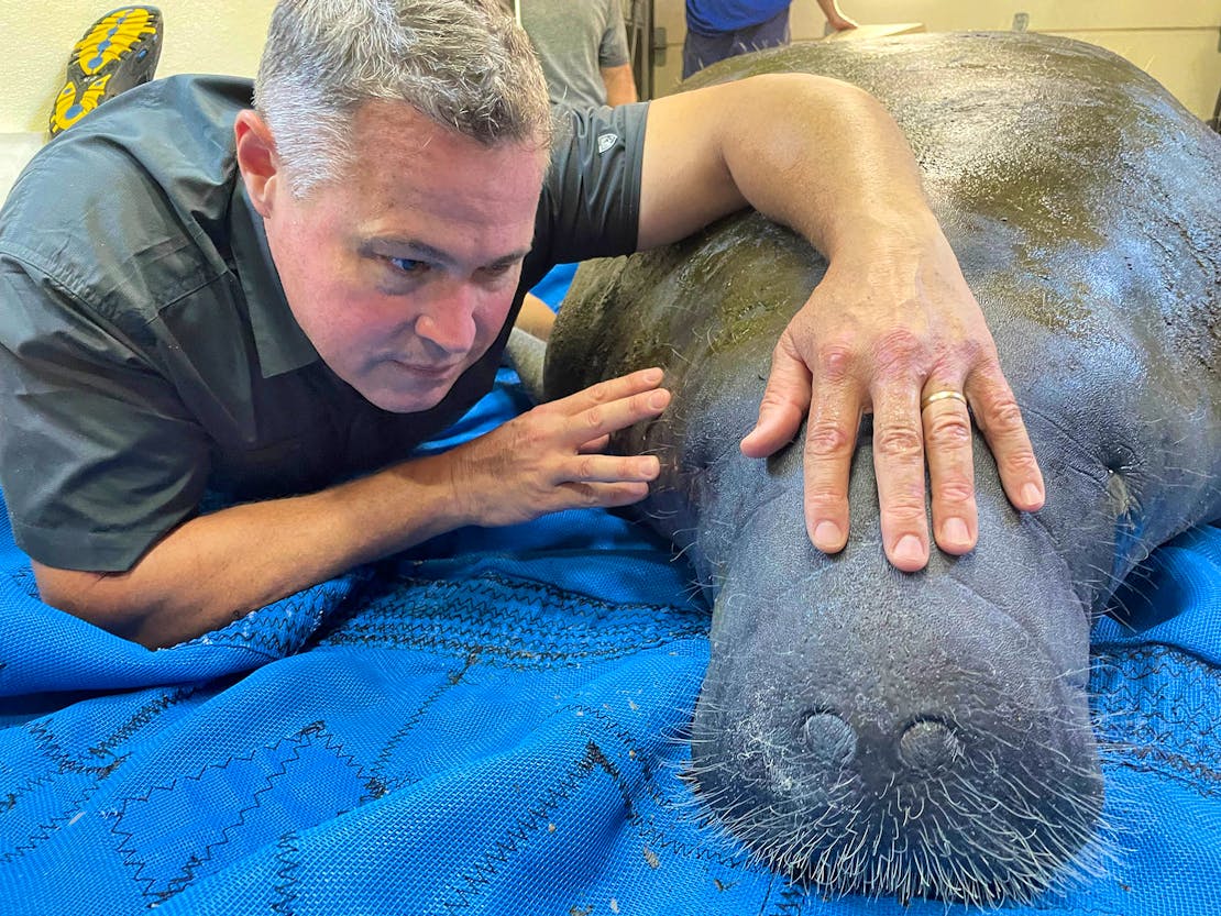 Jeff Corwin with Manatee