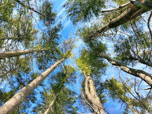 Rachel Carson National Wildlife Refuge, Hemlock trees. (Credit: Shanshan)