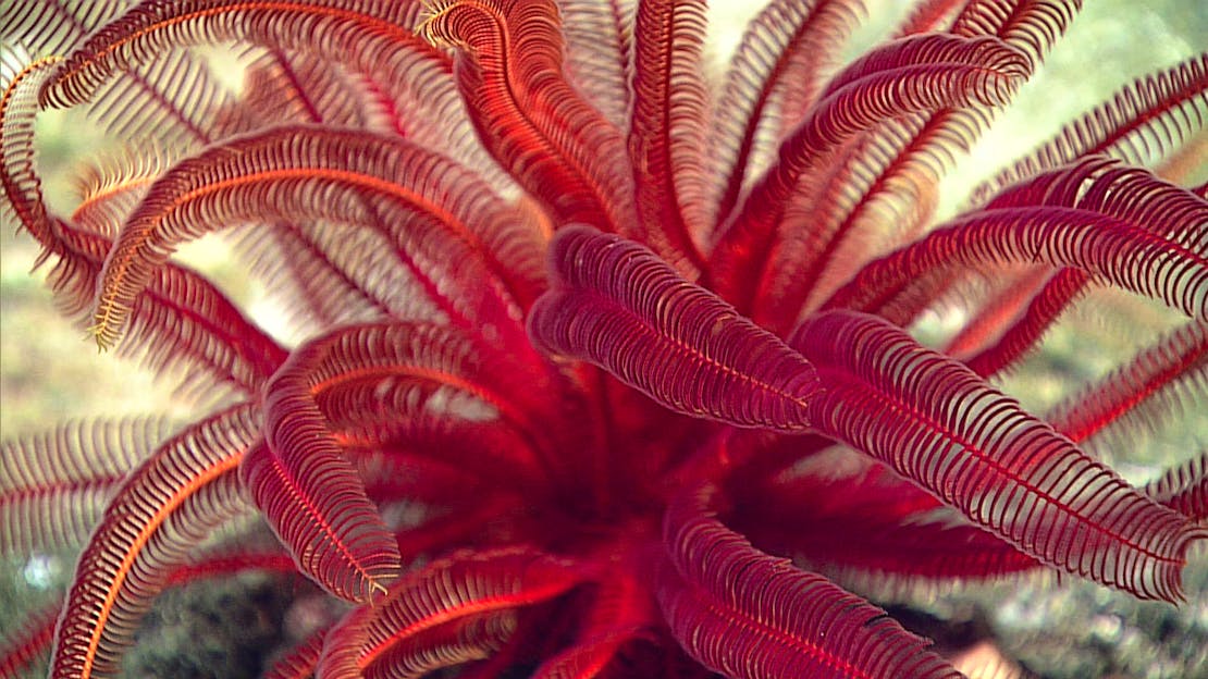 red crinoid