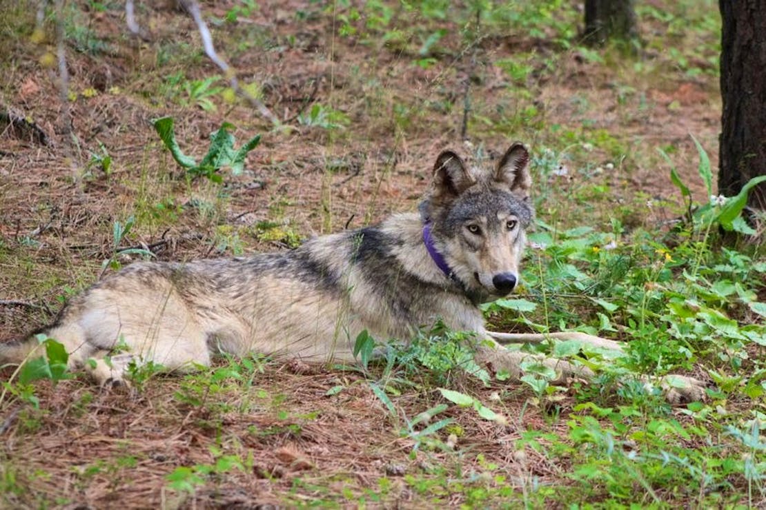 Photo Austin James Jr -Confederated Tribes of Warm Springs