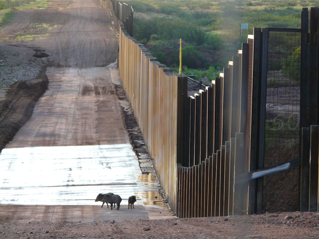 Javelinas at Border Wall