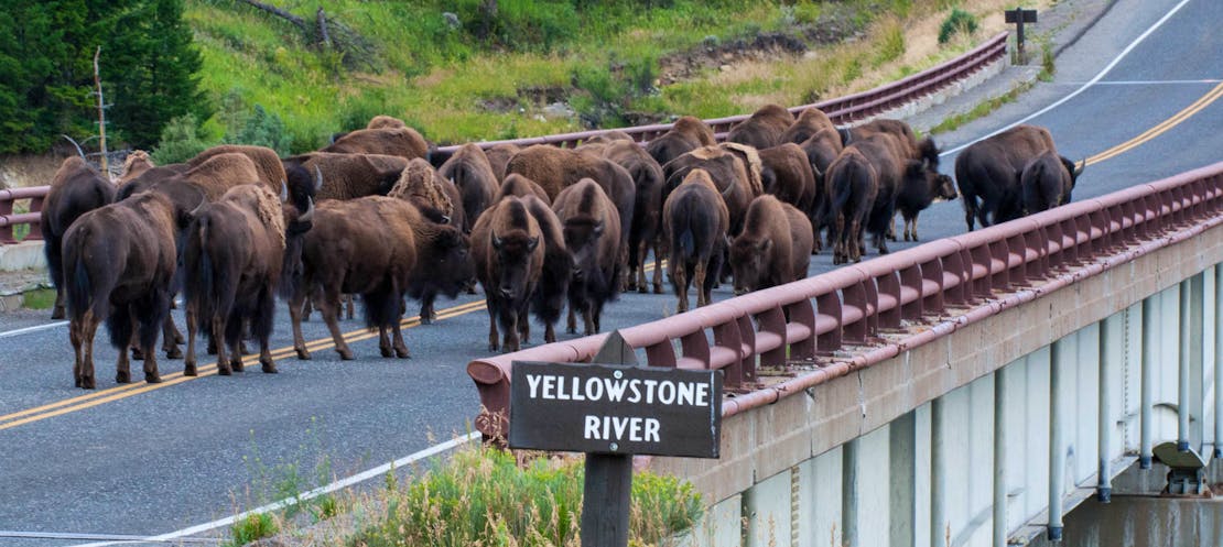 Herd of Bison Crossing Bridge over Yellowstone River