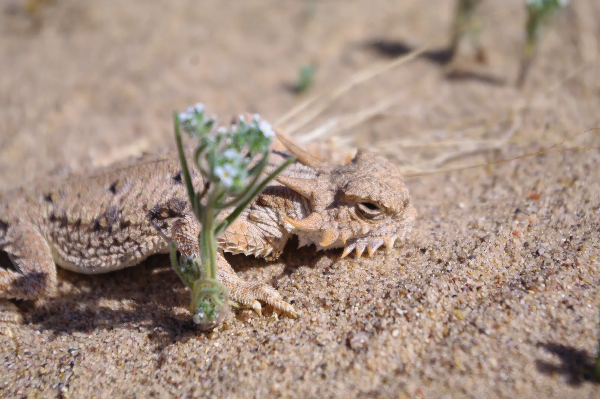 Horned Lizards Need International Protection | Defenders of Wildlife