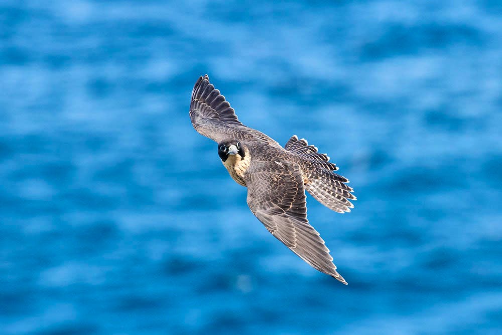 Peregrine Falcon Flying over Water