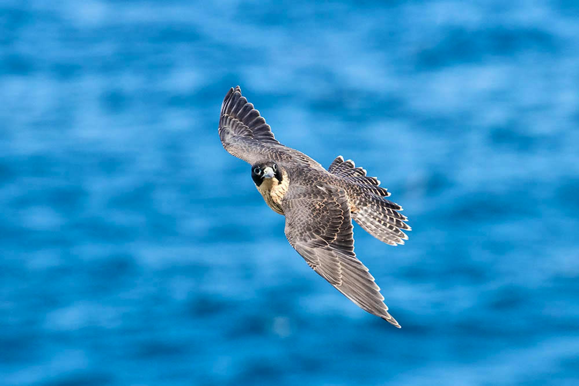 Peregrine Falcon Flying over Water