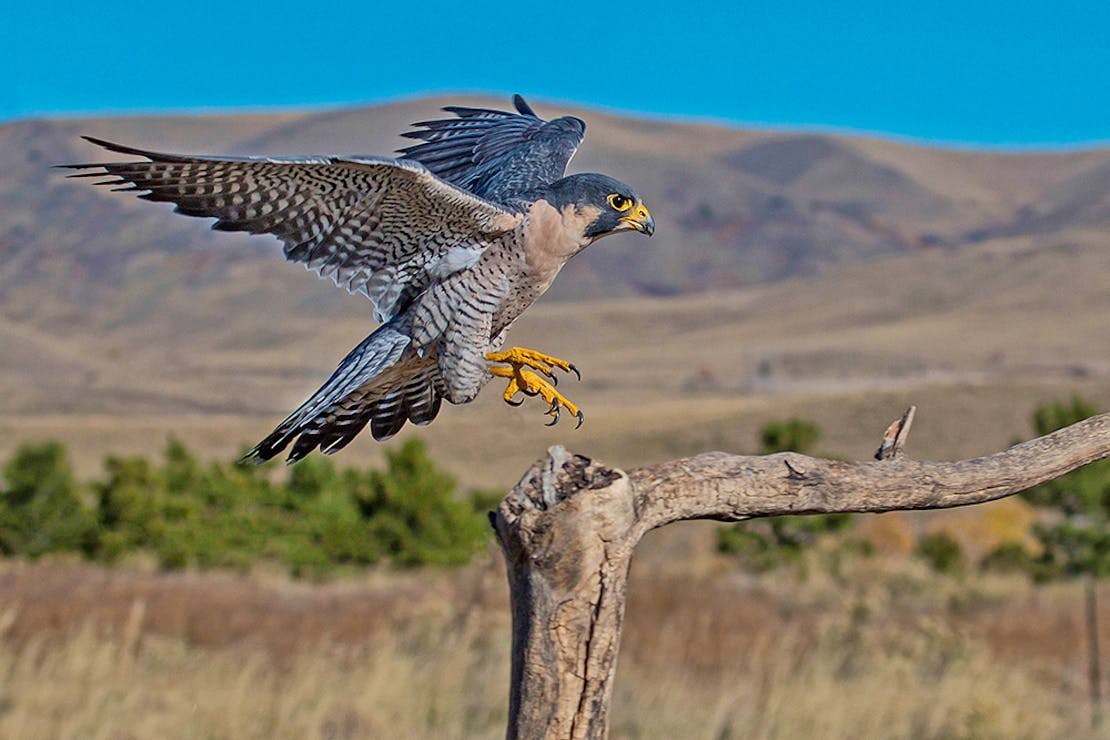 Peregrine Falcon Landing on Branch