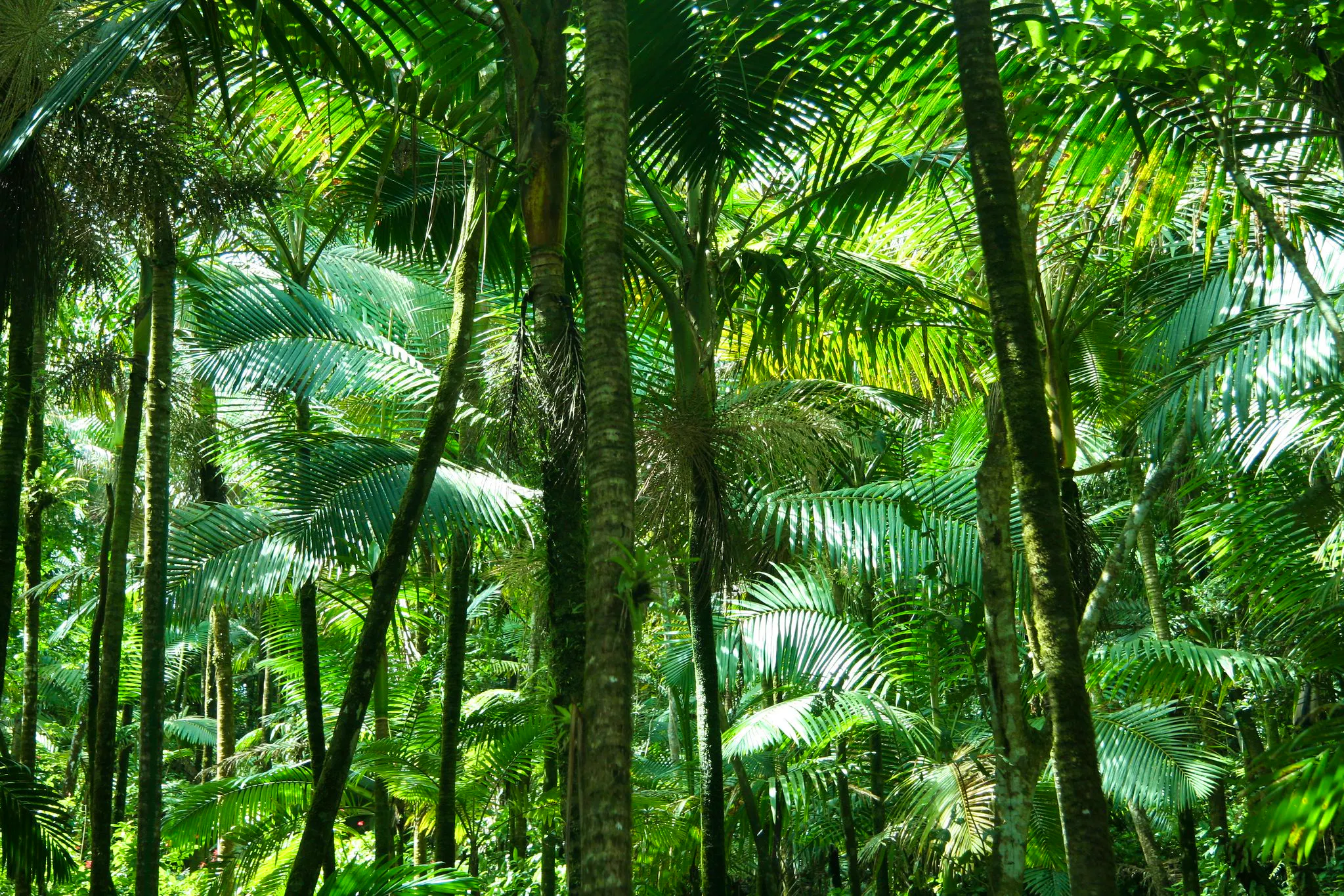 Canopy at El Yunque National Forest 