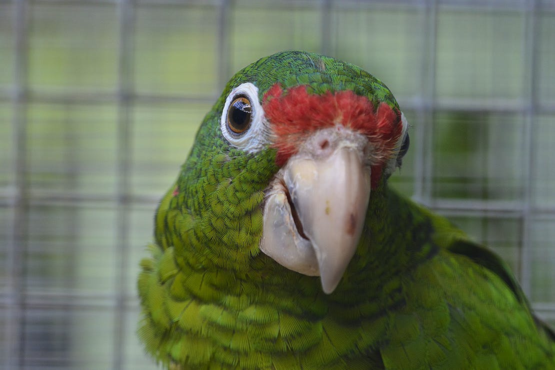 Puerto Rican parrot, Bosque del Estado, Maricao, Puerto Rico