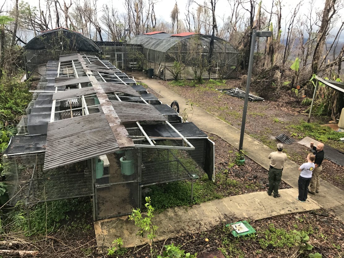 Hurricane damage to cages, Puerto Rican parrot aviary 