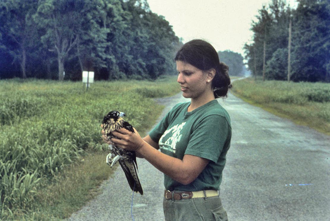 Jamie Rappaport Clark - Peregrine Falcon