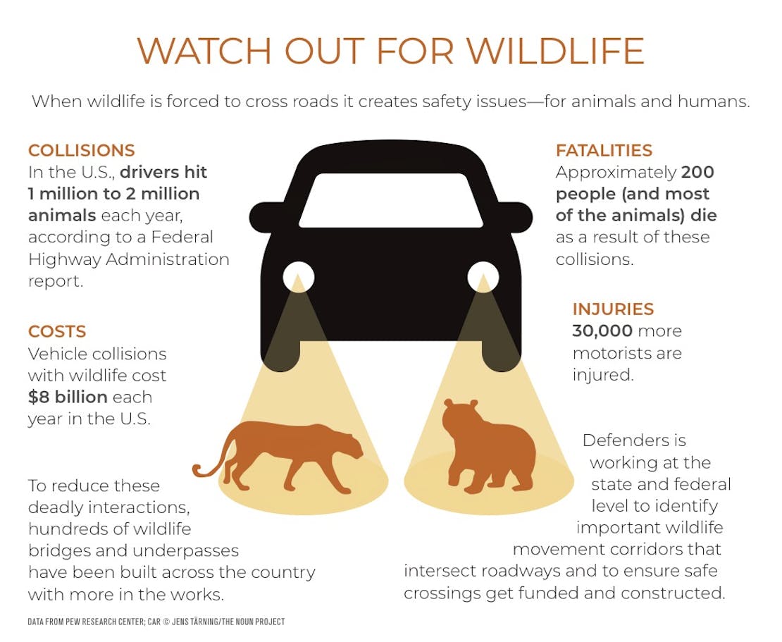 Watchout For Wildlife 