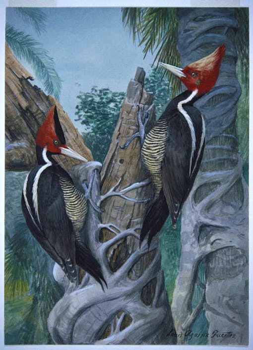 Ivory-billed Woodpecker by artist Louis Agassiz Fuertes