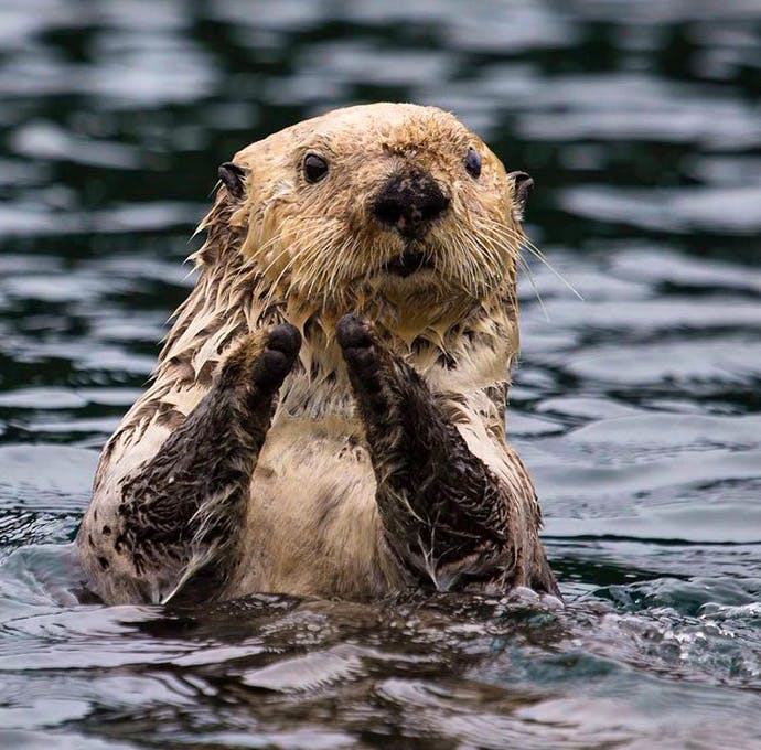 Sea Otter
