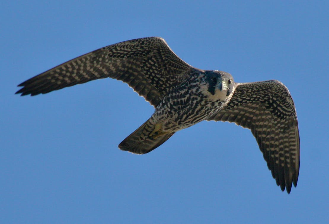 Hovering Peregrine Falcon