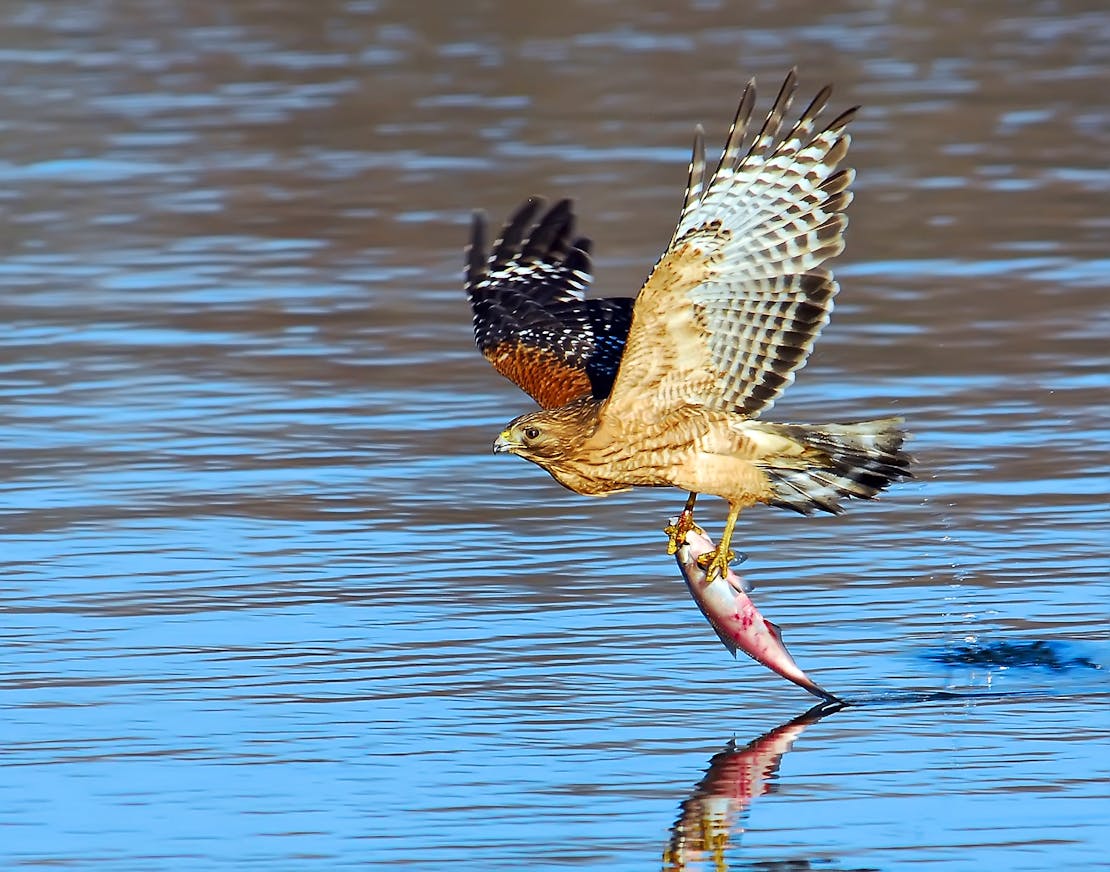 Red-shouldered hawk catching a fish