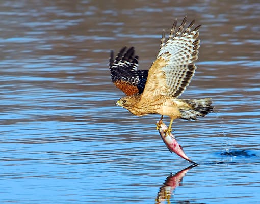 Red-shouldered hawk catching a fish