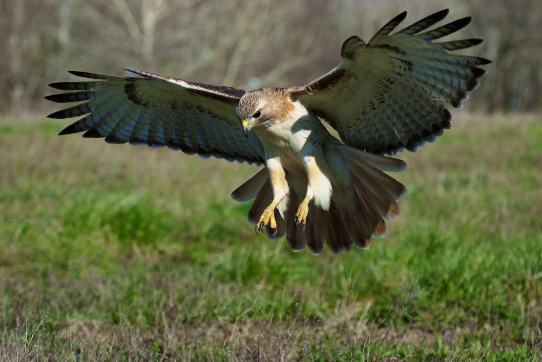 Pouncing Red-tailed Hawk, Leawood, Missouri 