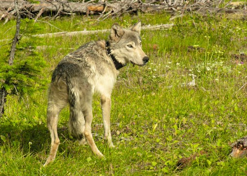 Collared gray wolf, Wallowa County, Oregon