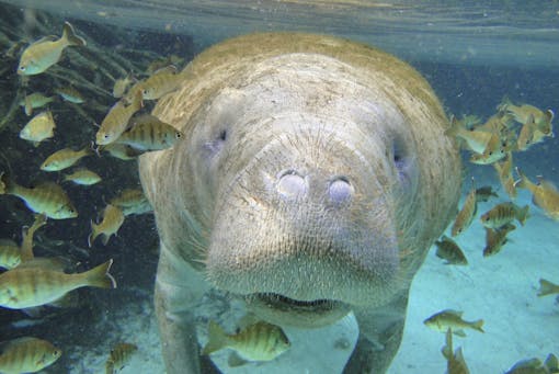 Curious Florida Manatee, Crystal River National Wildlife Refuge