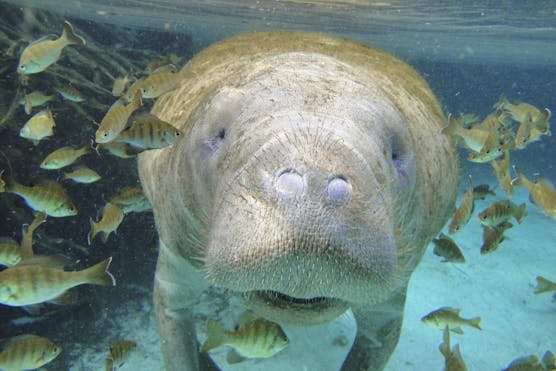 Curious Florida Manatee, Crystal River National Wildlife Refuge