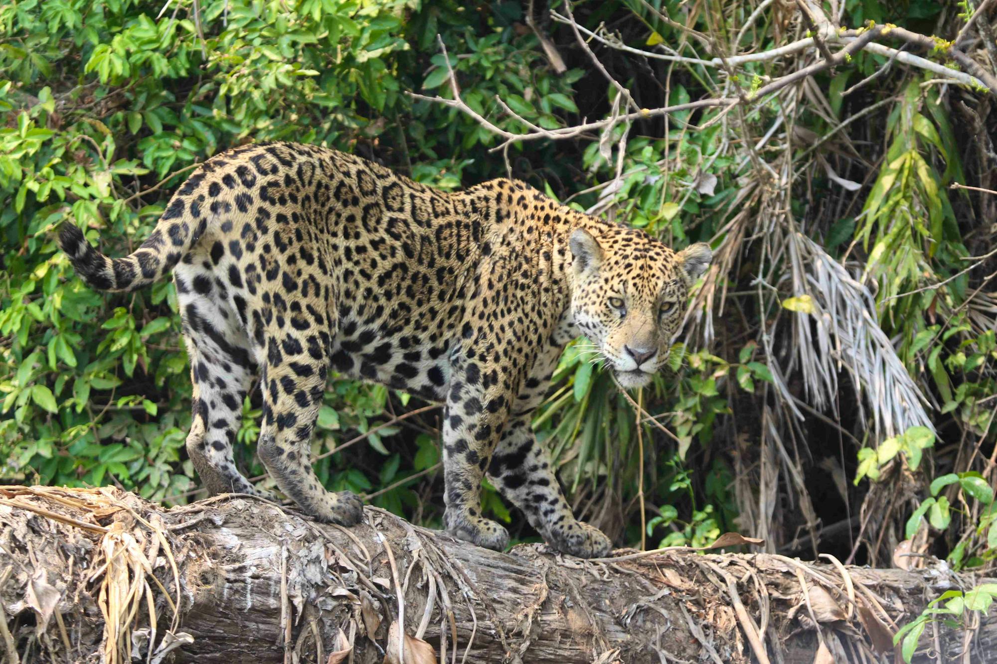 Jaguar on a log