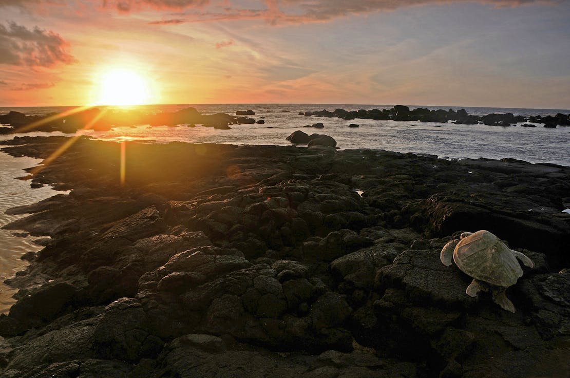Sea turtle sunset