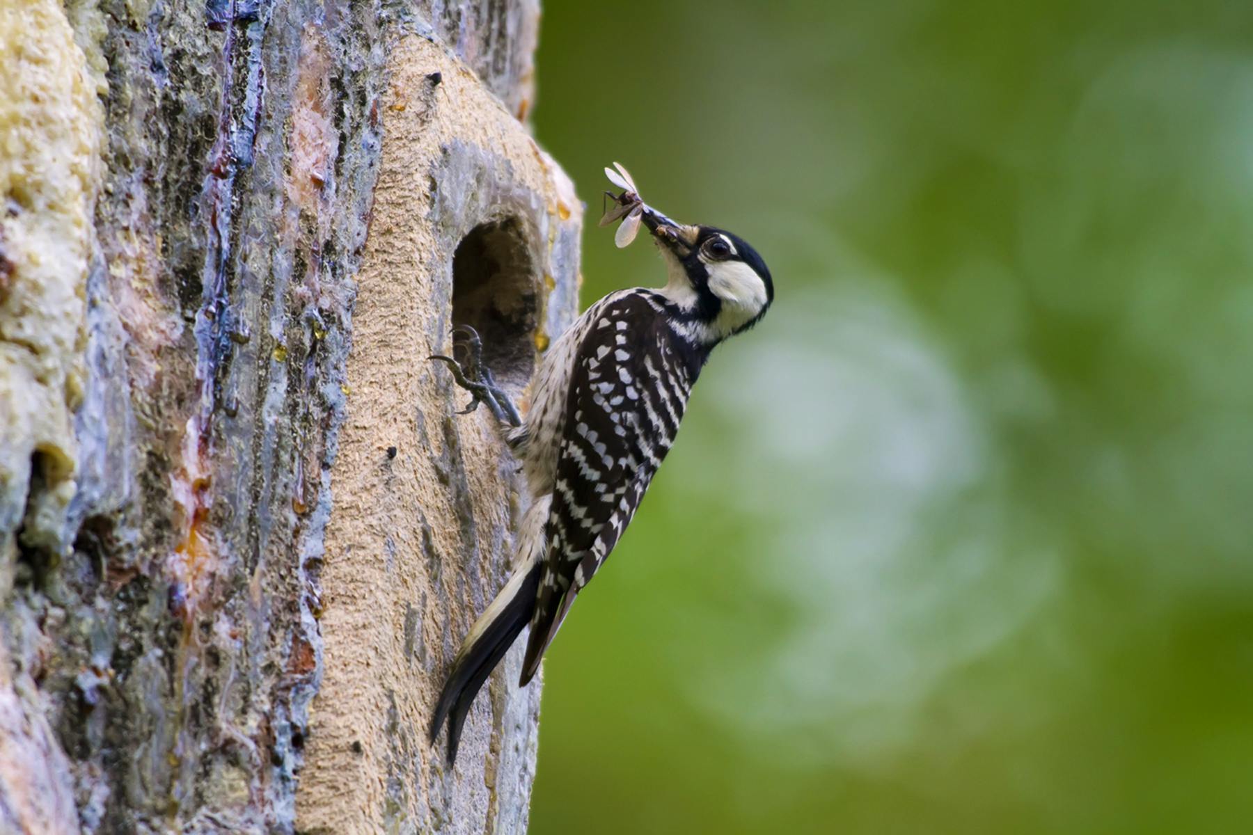 Red-cockaded Woodpecker feasts on a bug