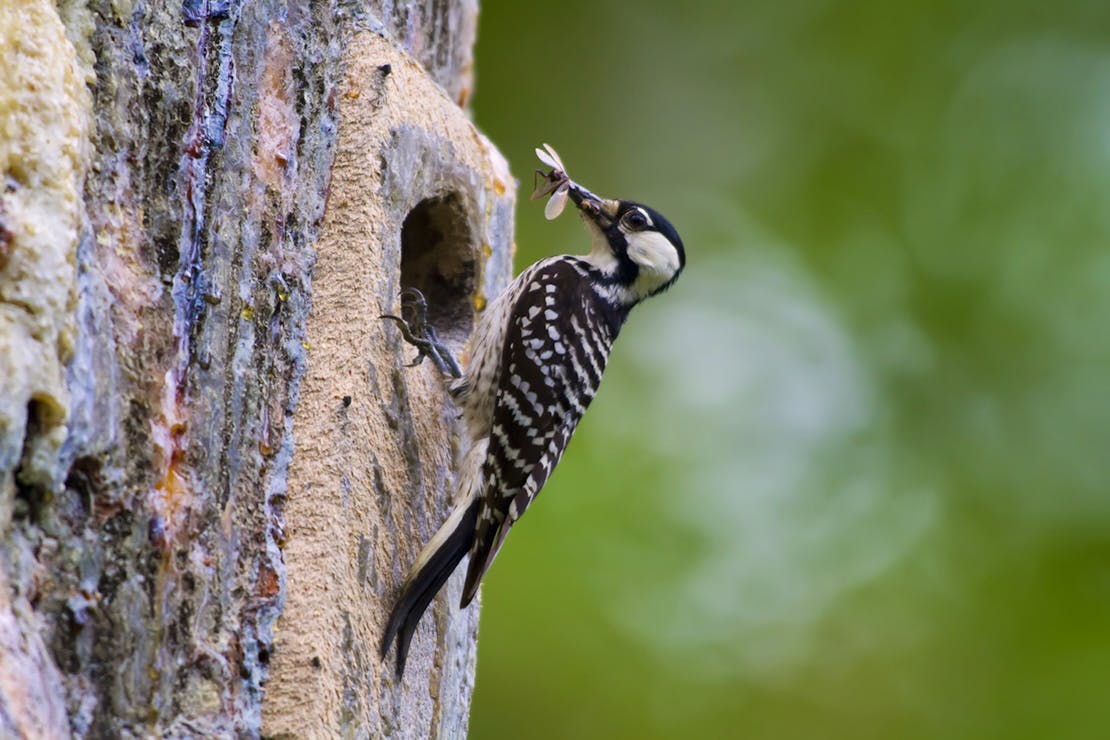 Red-cockaded Woodpecker feasts on a bug